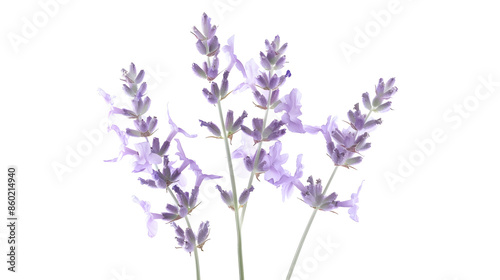 Lavender flowers isolated on white background : Generative AI
