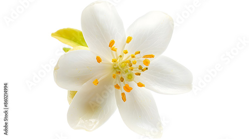 Fresh lemon flower isolated on white background with clipping path : Generative AI