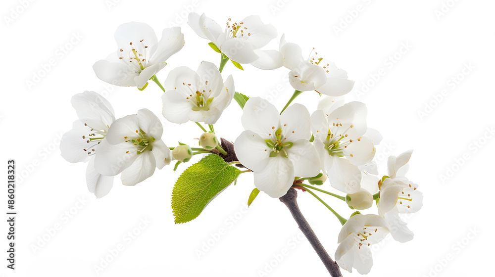 Fototapeta premium White pear flowers branch isolated on white background : Generative AI