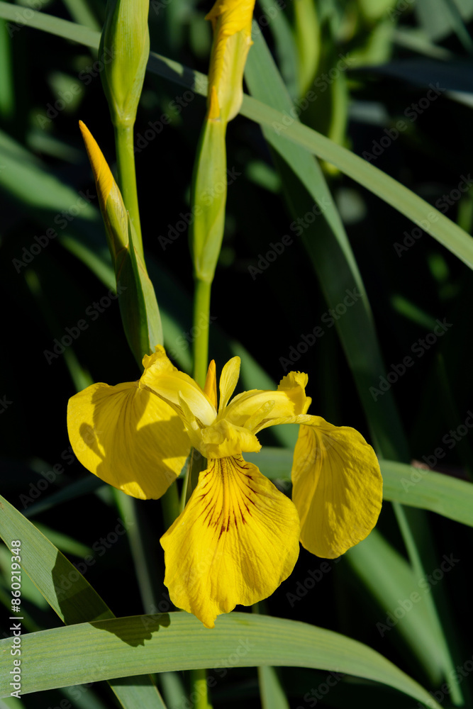 Fototapeta premium PLANTA SILVESTRE Y FLOR DE LIRIO AMARILLO (Iris Pseudacorus)