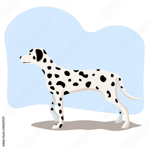 Dalmatian dog vector drawing