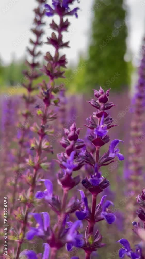 A close-up of Lavender, lavender field vibrant purple flowers in a field, showcasing the beauty of nature in full bloom. The blurred background highlights the depth and abundance of the floral scene A close-up of Lavender, lavender field vibrant purple flowers in a field, showcasing the beauty of nature in full bloom. The blurred background highlights the depth and abundance of the floral scene