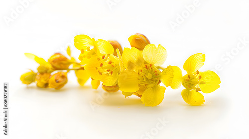 Small yellow flowers of berberis thunbergii isolated on white : Generative AI