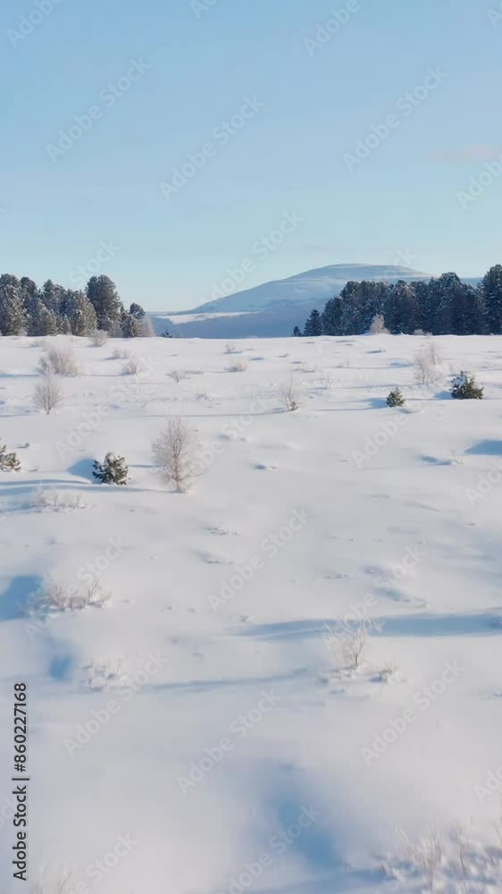 Aerial view of beautiful snow forrest during winter Aerial view of beautiful snow forrest during winter