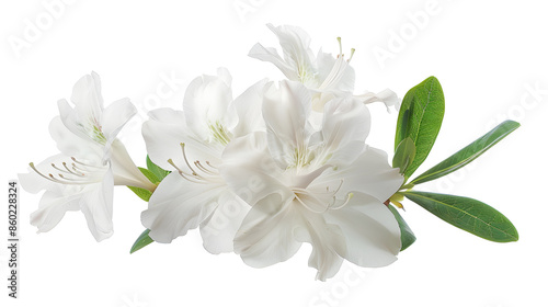 Azaleas flowers with leaves White flowers isolated on white background with clipping path : Generative AI