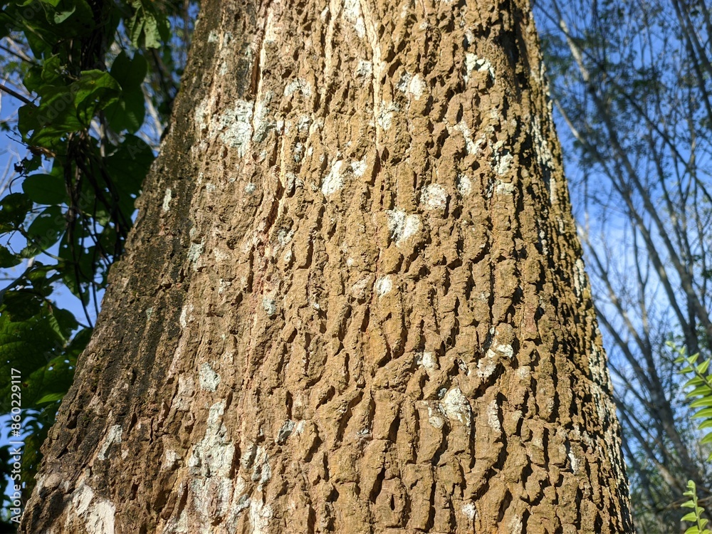 Fototapeta premium texture of trembesi tree bark up close