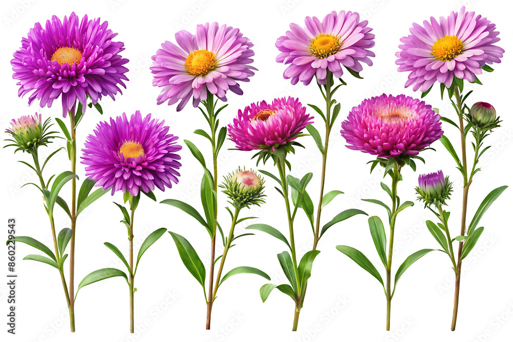 Set Of Flowers Isolated On Transparent Background, Floral Collection
Set Of Flowers Isolated On Transparent Background, Floral Collection