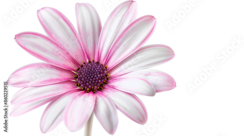 White and Pink Osteospermum Daisy or Cape Daisy Flower Flower Isolated over White Background Macro Closeup : Generative AI