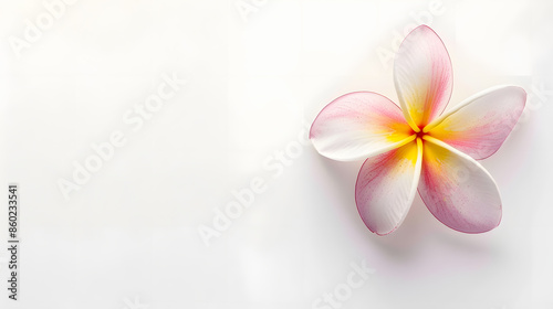Frangipani or Plumeria flower isolated on white background : Generative AI