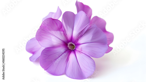 Studio Shot of Purple Colored Phlox Flower Isolated on White Background Large Depth of Field DOF Macro Closeup : Generative AI