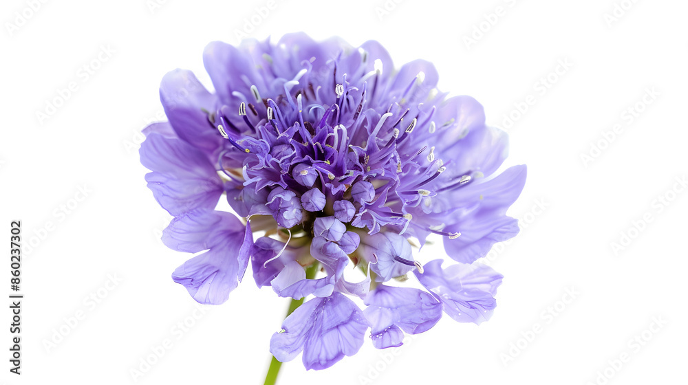 Field Scabious Flower isolated on white background Knautia arvensis Beautiful blooming bouquet : Generative AI Field Scabious Flower isolated on white background Knautia arvensis Beautiful blooming bouquet : Generative AI
