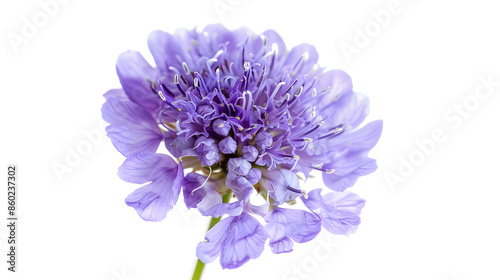 Field Scabious Flower isolated on white background Knautia arvensis Beautiful blooming bouquet : Generative AI photo