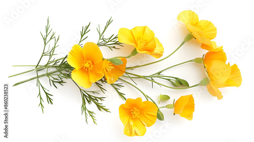 Pressed and dried delicate yellow flowers eschscholzia eschscholzia Californica California poppy Isolated on white background For use in scrapbooking floristry or herbarium : Generative AI photo