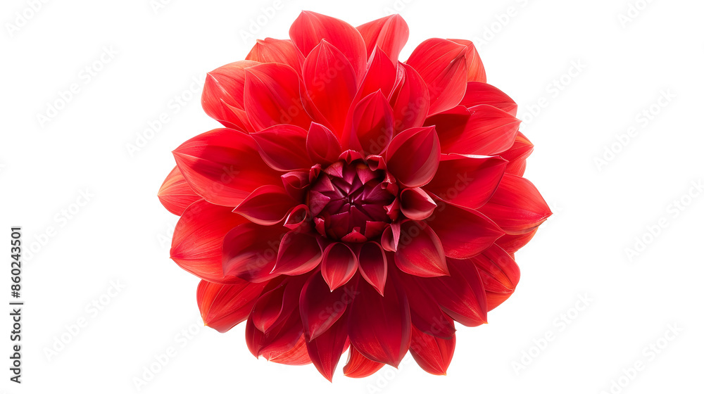 Red dahlia Flower on a white isolated background with clipping path For design Closeup Nature : Generative AI Red dahlia Flower on a white isolated background with clipping path For design Closeup Nature : Generative AI