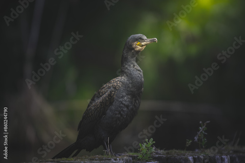Great Cormorant