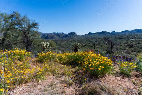 Quadro em tela Yellow puppy flowers in Arizona