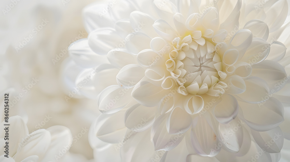 Fototapeta premium White Flower Background Sympathy Card White Floral Wedding Background Flower Macro Closeup : Generative AI