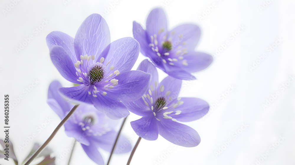 First spring flowers Anemone hepatica isolated on white background Border of blue violet wild forest flowers liverwort : Generative AI First spring flowers Anemone hepatica isolated on white background Border of blue violet wild forest flowers liverwort : Generative AI