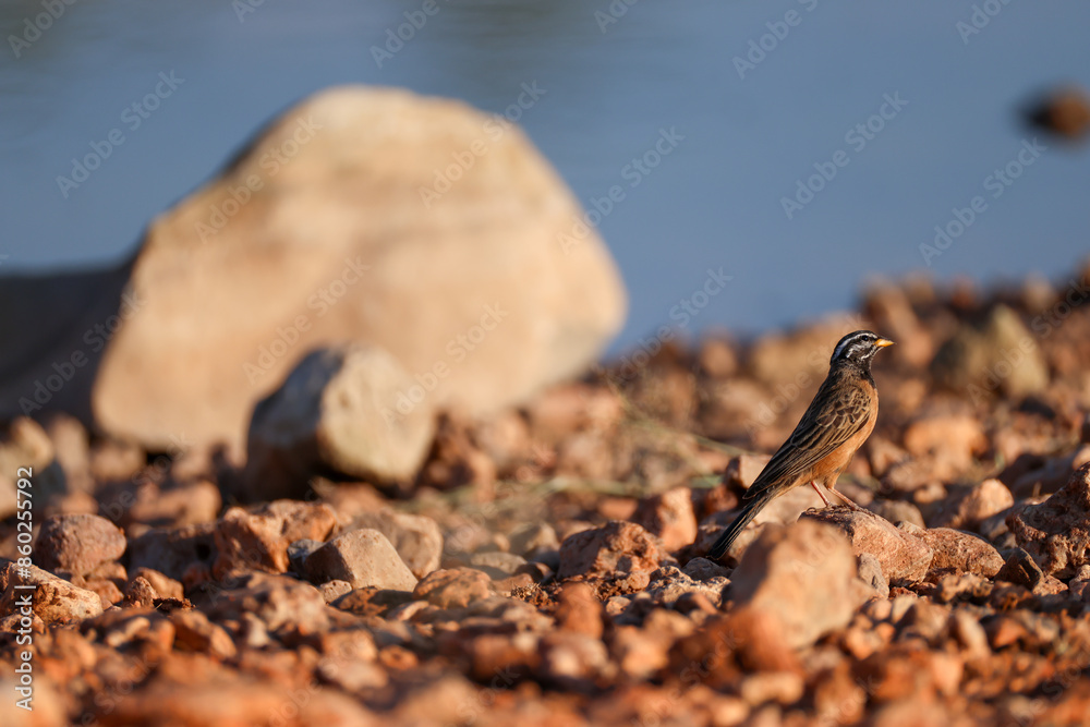 cinammon-breasted rock bunting in Namibia cinammon-breasted rock bunting in Namibia
