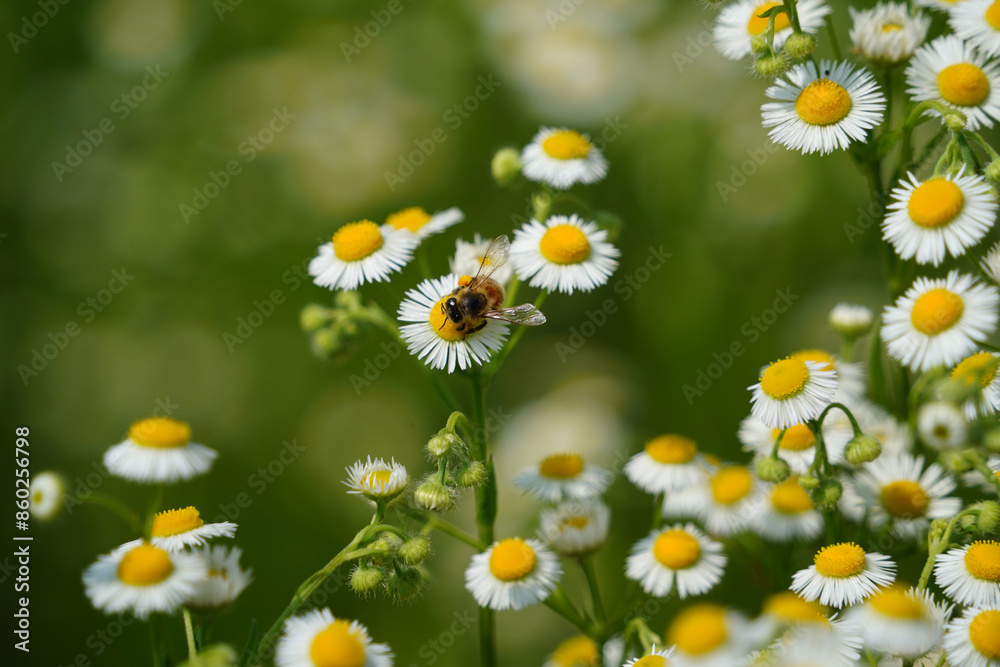 Camomile flowers and bee on green meadow in summer Camomile flowers and bee on green meadow in summer