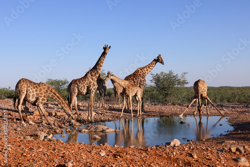 Canvas Print a group of giraffes at a waterhole in Namibia