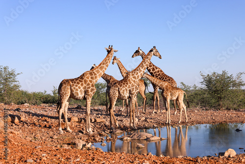 Photography a group of giraffes at a waterhole in Namibia