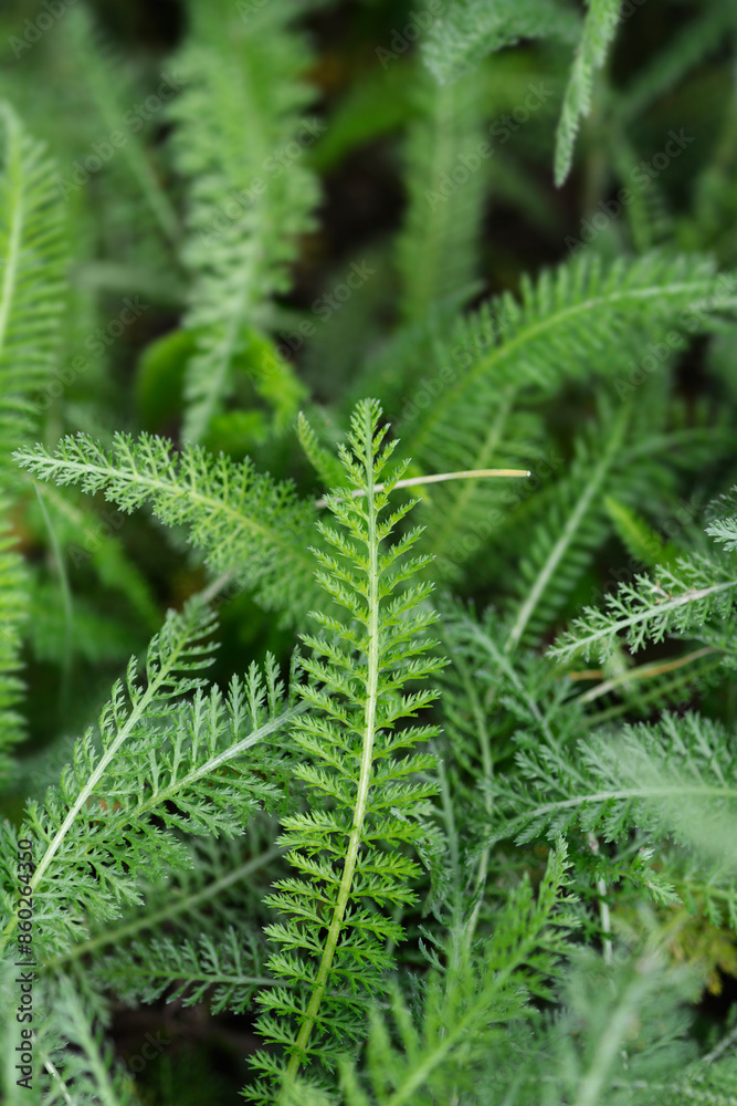 Mountain Yarrow leaves Mountain Yarrow leaves