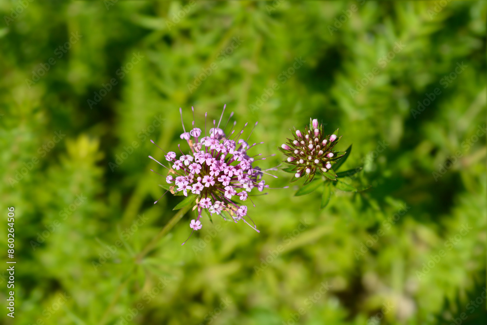Caucasian crosswort flowers Caucasian crosswort flowers