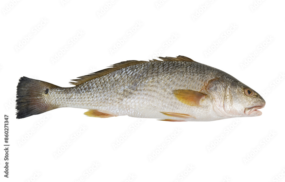 Redfish or red drum fish isolated on white, Sciaenops ocellatus Redfish or red drum fish isolated on white, Sciaenops ocellatus