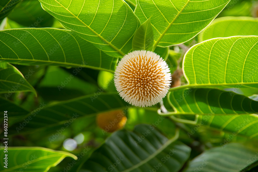 Kodom ful _ Neolamarckia cadamba , burflower-tree, laran, Leichhardt pine Kodom ful _ Neolamarckia cadamba , burflower-tree, laran, Leichhardt pine