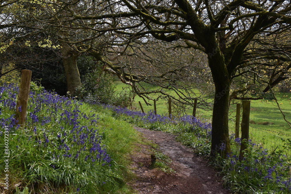 the bluebells blooming on walton hill in clent the bluebells blooming on walton hill in clent