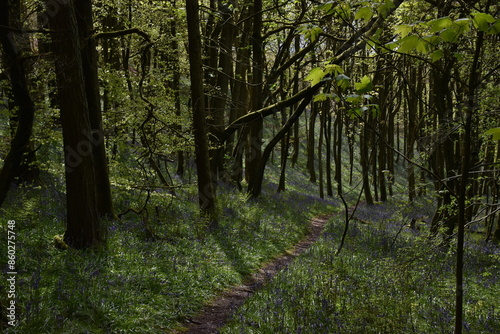 the bluebells blooming on walton hill in clent 