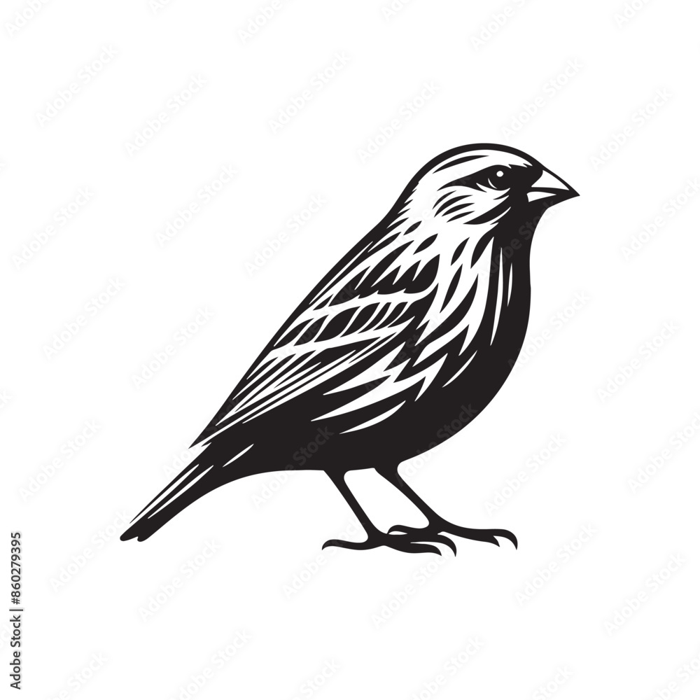 Obraz premium Educational focus on Canary silhouette - Canary illustration - minimallest Canary vector 