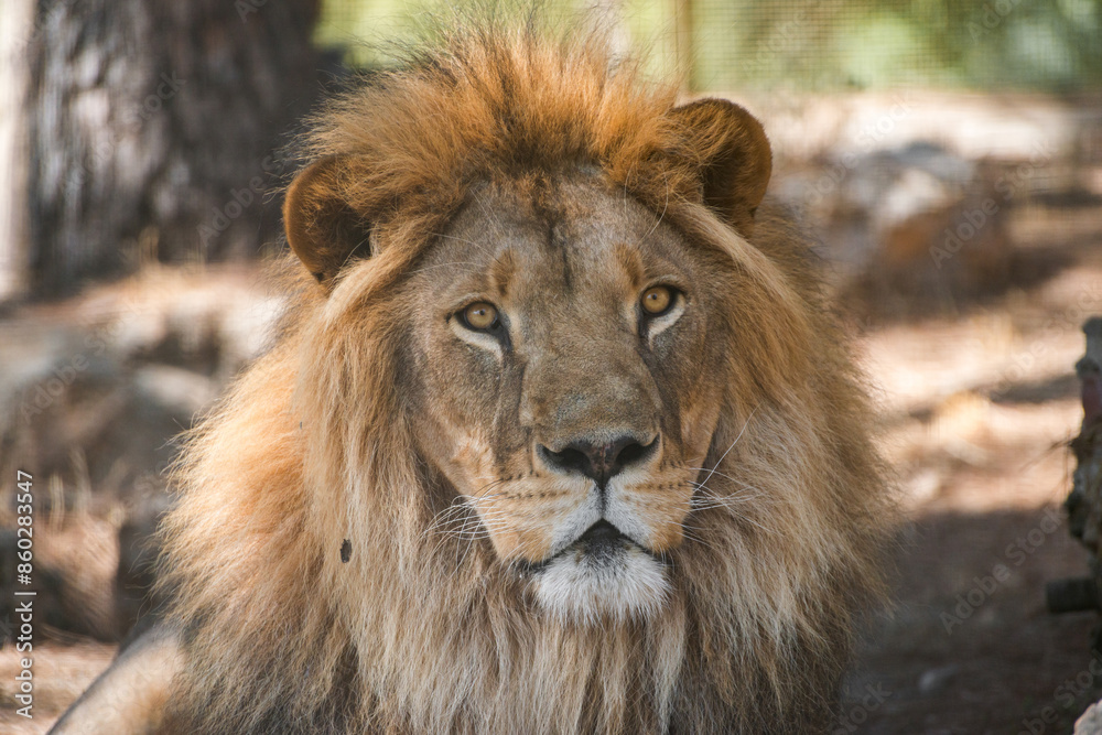 The majestic lion lies and basks in the sun. Zoo in Antalya, Turkey The majestic lion lies and basks in the sun. Zoo in Antalya, Turkey