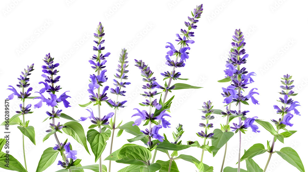 Naklejka premium Salvia farinacea Blue salvia Mealy cup sage or Mealy sage flowers blooming with leaves isolated on white background with clipping path : Generative AI