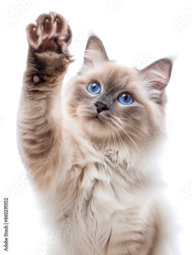 White Ragdoll Cat Reaching Up With Paw