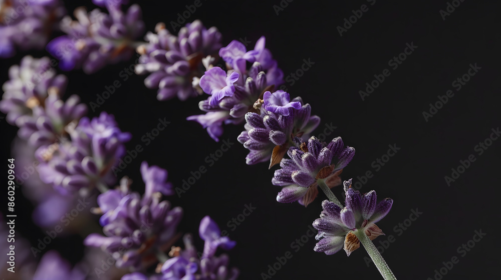 Fototapeta premium Closeup of lavender flowers Soft focus on black background : Generative AI