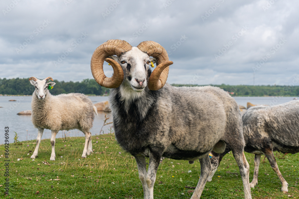 Naklejka premium Beautiful sheep with twisted horns grazing in the wild near the sea