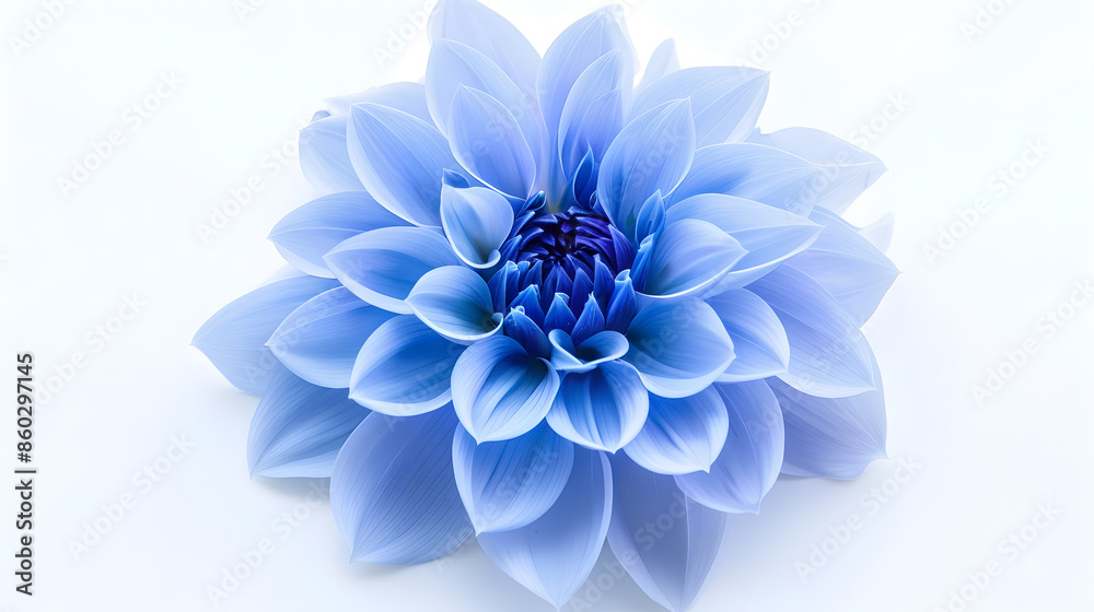 Obraz premium dahlia flower blue Flower isolated on a white background No shadows with clipping path Closeup Nature : Generative AI