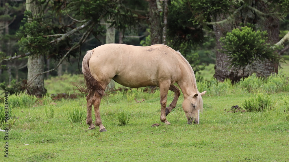 Horse grazing in a field, Cambará do Sul, Rio Grande do Sul, Brazil. Horse grazing in a field, Cambará do Sul, Rio Grande do Sul, Brazil.