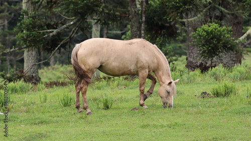 Horse grazing in a field,  Cambará do Sul, Rio Grande do Sul, Brazil.