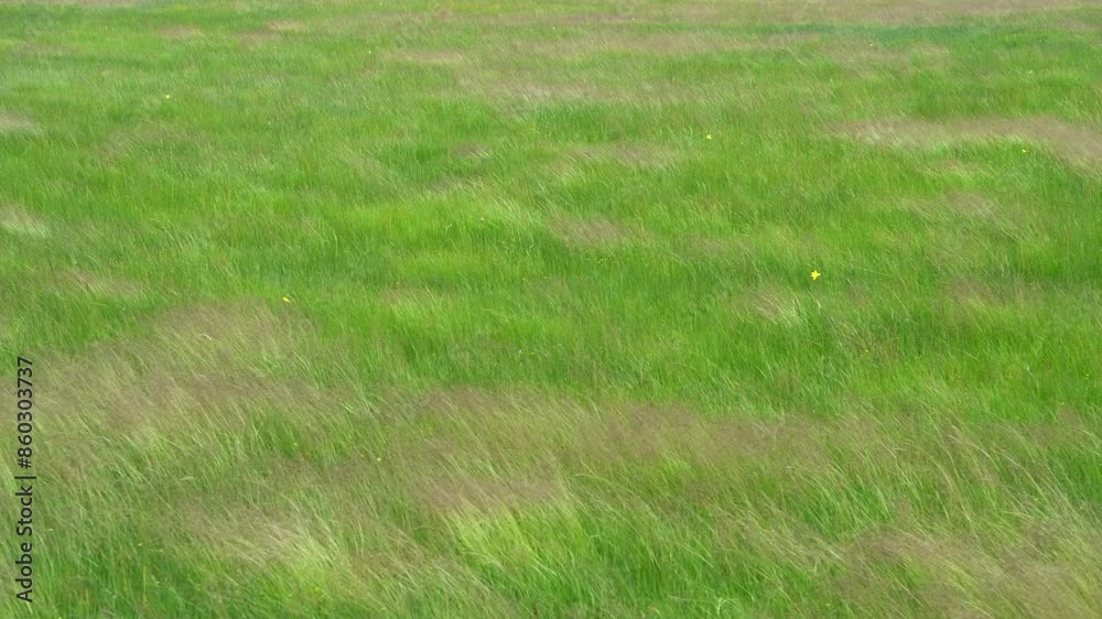 Grass dancing in the wind on the grassland