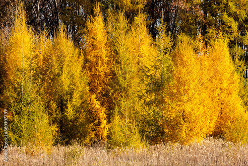 Tamaracks in early November changing colors within Pike Lake Unit, Kettle Moraine State Forest, Hartford, Wisconsin photo