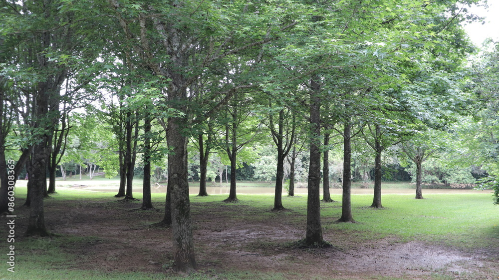 Fototapeta premium Park Tingui path, Curitiba, Paraná