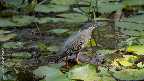 Enjoying the tranquility of the park's wetlands. photo