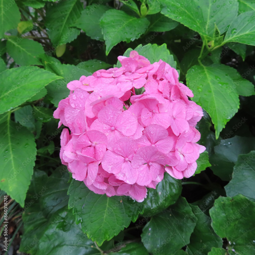 Obraz premium 日本で梅雨にアジサイがピンク色の花を咲かせています