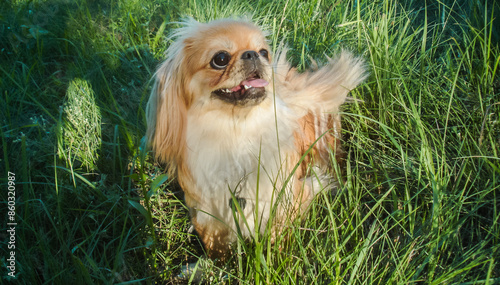 Photos Little Beautiful red light doggo Pekingese breed, amatory family photo
