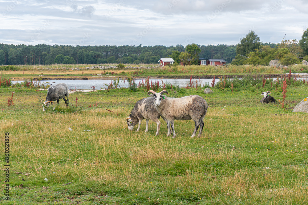 Fototapeta premium Beautiful sheep with twisted horns grazing in the wild near the sea