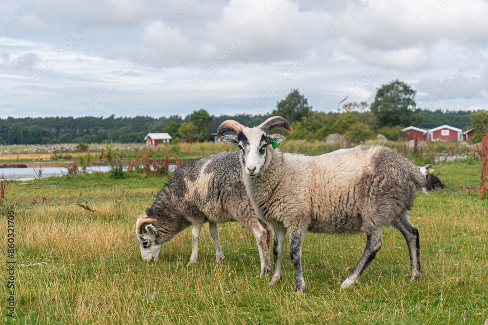 Obraz premium Beautiful sheep with twisted horns grazing in the wild near the sea