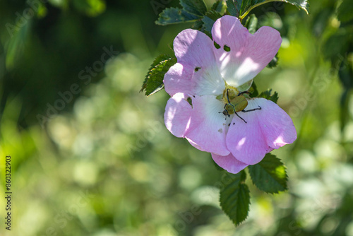 Pink flower blossom with a beetle photo